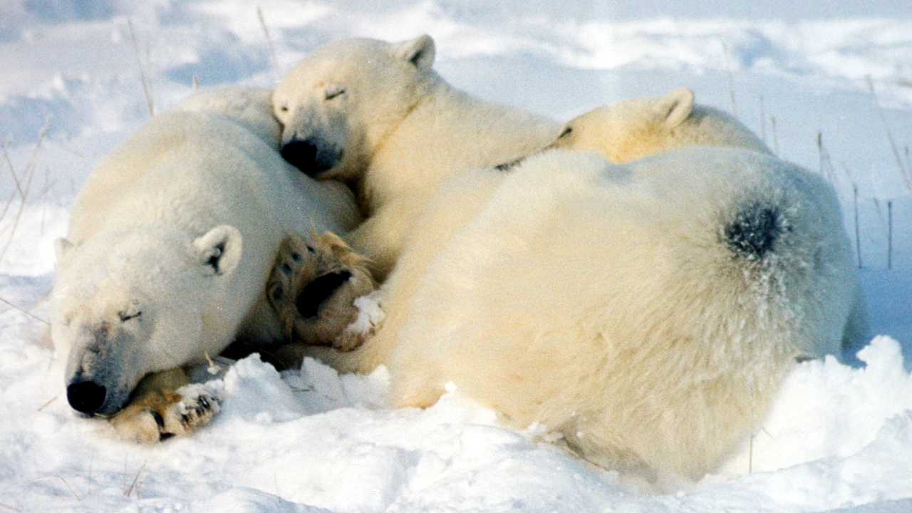 Why do polar bears hibernate in the winter?