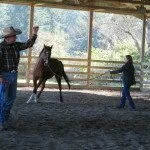 Lunging lessons with Chance