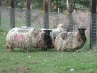 Sheep1